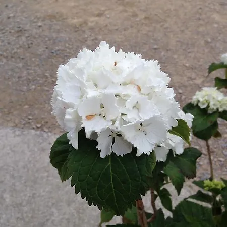 Nocleg ze śniadaniem Le Mazet D'hotes